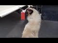 Click here to watch this video Gato