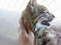 Bobcat being affectionate Close-up! Bobcat being affectionate Close-up!