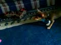 Ace VS Furby