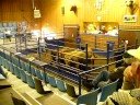 cattle auction