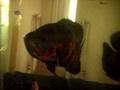 videos de 004.MOV