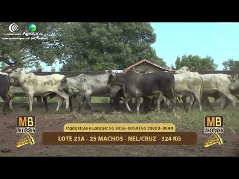 554� LEIL�O VIRTUAL MB LEIL�ES