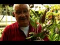 Orchid Care: Types of Orchids : All About Restrepias Orchids Orchid Care: Types of Orchids : All About Restrepias Orchids