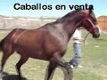 EL ROMANO CABALLOS EN VENTA RANCHO EL 21