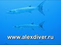 barracuda