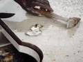 Cleaning conch