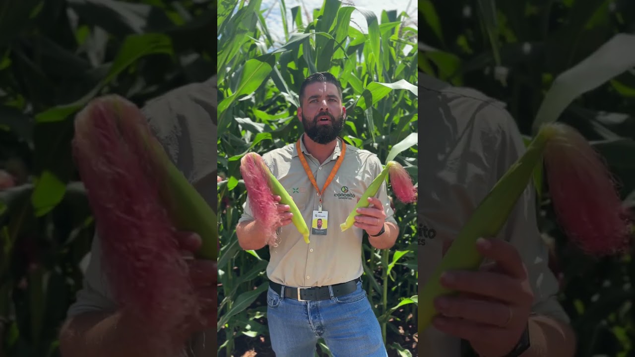 Como escolher o híbrido correto?