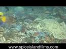 Komodo Mooring Project,2007