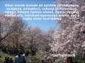 Play Video - National Cherry Blossom Festival, Washington DC, US Play Video - National Cherry Blossom Festival, Washington DC, US