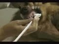 Clínica Veterinária Vet Care - Samantha Ritter (Odontologia)