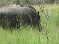 videos de uganda ziwa rinoceronti
