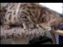 Cat condo