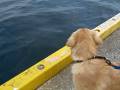 Golden・岸壁でびびる　afraid at a quay