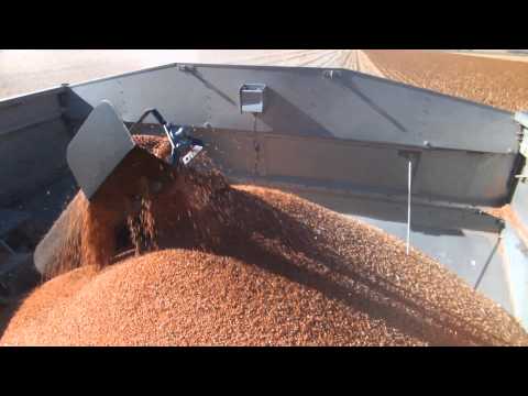 how to harvest milo