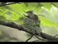 Baby Hummingbirds