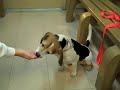 Buddy