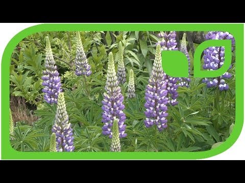 how to care for lupins after flowering