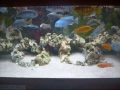 AFRICAN CICHLIDS TANK 12/09