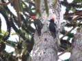 Pajaros Carpinteros