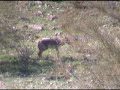 Coyote Couple in the Wild