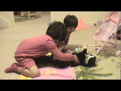 Cat in Diaper