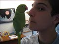 What an Indian Ringneck Parakeet Will Do For Food