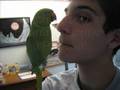 What an Indian Ringneck Parakeet Will Do For Food