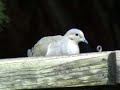 Mourning Dove Eating Black Sunflower Seeds