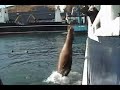 Feeding SEA LIONS in Dutch Harbor, Alaska Feeding SEA LIONS in Dutch Harbor, Alaska