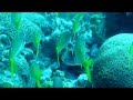 Caribbean Reef Life, Bonaire