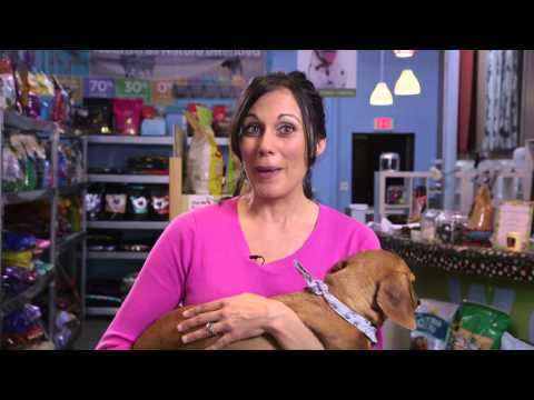 how to care pet dogs
