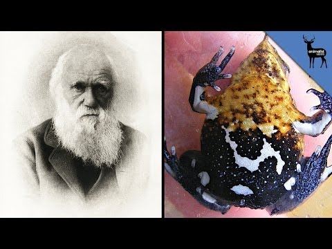 extinct - The Northern Darwin's Frog has officially been declared extinct! We're putting out new episodes Monday-Saturday, so please tune in daily and subscribe! You c...
