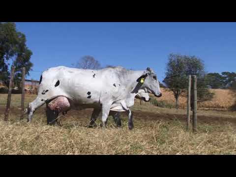 LOTE 36 - 1090 BOA VISTA E 1203 B. VISTA