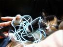 kittehs!