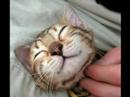 kittehs!