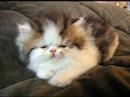 kittehs!