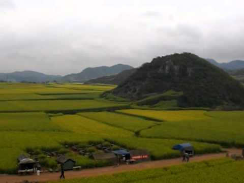 雲南省羅平縣油菜花田 -..