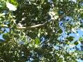 videos de Monkeys at Play