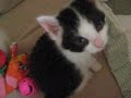 Cute Little Kittens