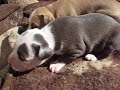 pitbull pups 22 days