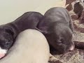 pitbull pups 22 days