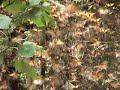 Monarch Butterfly Swarm in Michoacan Mexico