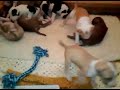 Puppies playing - 4 weeks old