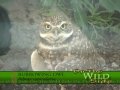 Burrowing Owls
