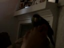My birdy Complaning