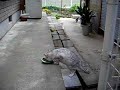かぼちゃの天ぷらを食う猫