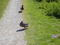 Excited Duck