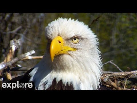 Live-Cam: Vgel - Weikopfseeadler / Bald Eagle -  ...