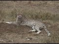 Africa 3 - Uganda, Kenia, Tanzania, Zanzibar