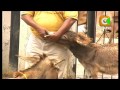 Visit The Lamu Donkey Clinic